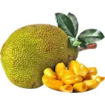 Jackfruit