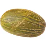 Piel De Sapo Melon