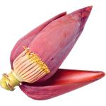 Banana Blossom Flower