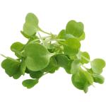 Micro Arugula Cress