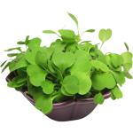 Micro Arugula Cress