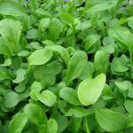 Micro Arugula Cress