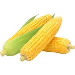 Sweet Corn
