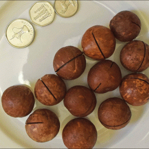 Macadamia Nuts Salted