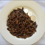 Chilgoza Pine Nuts With Shell