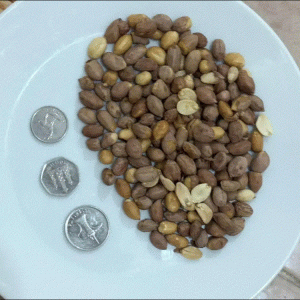 Organic Peanut India