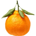 Ugly Mandarin with Leaves