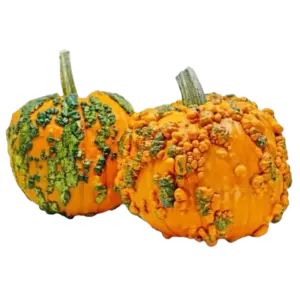 Warty Minion Pumpkin Halloween