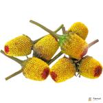 Buzz Buttons Flowers