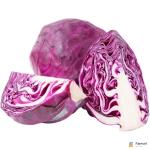 Cabbage Red