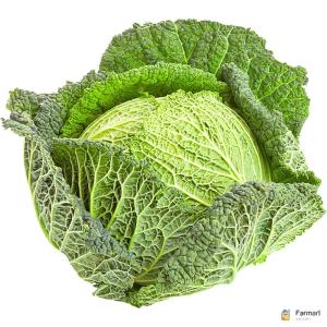 Cabbage Savoy Holland