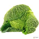 Cabbage Savoy Holland