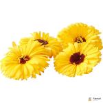 Calendula Edible Flowers