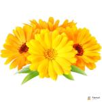 Calendula Edible Flowers