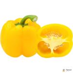 Capsicum Yellow