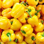 Capsicum Yellow