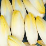 Chicory White