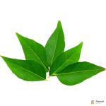 Curry Leaves