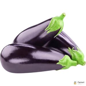 Eggplant Big