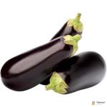 Eggplant Holland