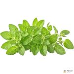 Fresh Oregano Leaves