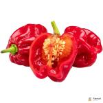 Habanero Chilli Red