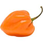 Habanero Chilli Yellow