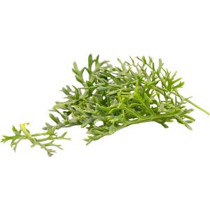 Kitsune Leaf – Specialty Greens