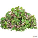 Kohlrabi Purple – Microgreen Cut