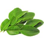Lime Leaves