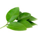 Lime Leaves