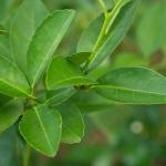 Lime Leaves