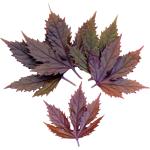 Maple Leaf Purple – Specialty Greens