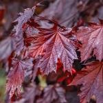 Maple Leaf Purple – Specialty Greens