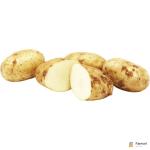 Maris Piper Potato