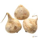 Mexican Turnip | Jicama