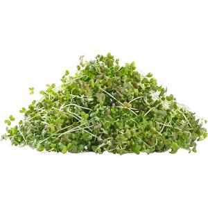 Mizuna Red – Microgreen Cut