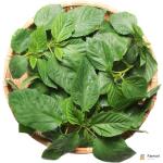 Molokhia Leaves