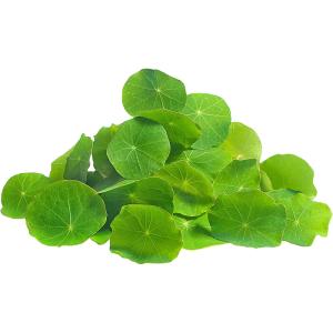 Nasturtium Leaf – Specialty Greens
