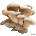 Oyster Mushroom