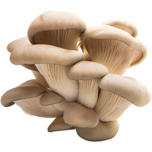 Oyster Mushroom