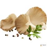 Oyster Mushroom