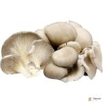 Oyster Mushroom