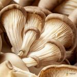 Oyster Mushroom