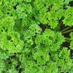 Parsley English