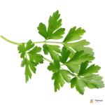 Parsley