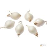 Pearl Onion USA
