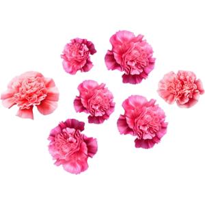 Pink Dianthus