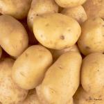 Potato