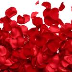 Red Rose Petals